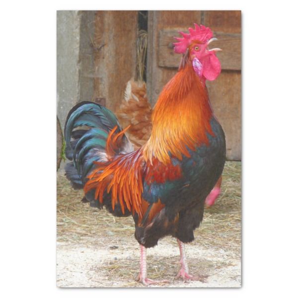 Red-crested rooster crowing